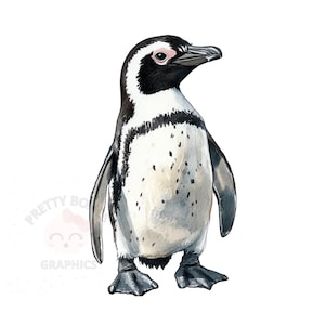 Clipart de pingüino africano, archivo PNG de descarga instantánea, diseño digital para manualidades, arte imprimible, clipart de acuarela