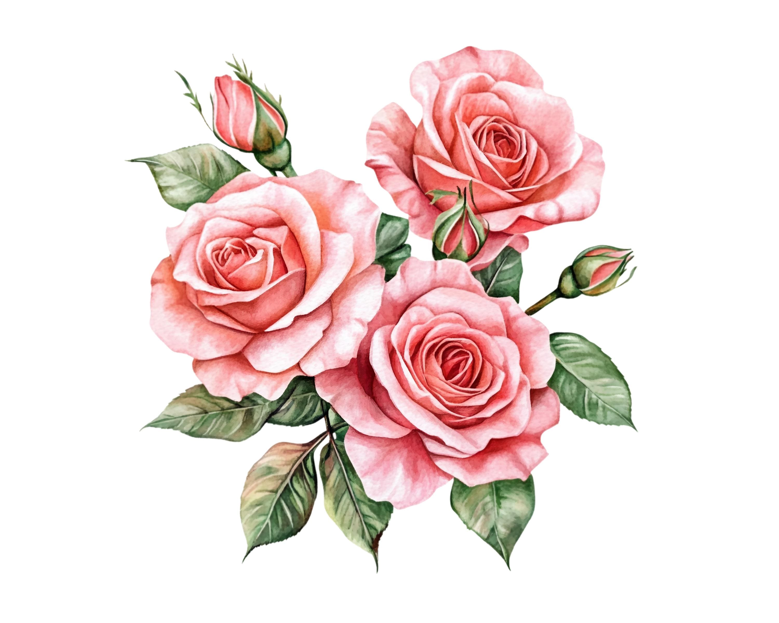 Pink Roses Clip Art Rounded 10 Pink Roses Floral Clipart Images, PNG Instant Download Files ...