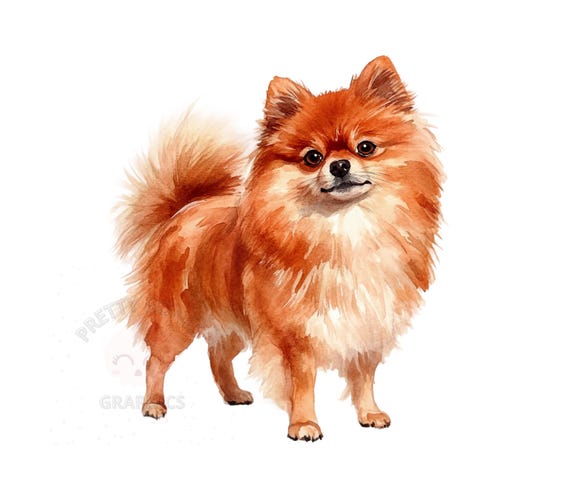 ポメラニアン犬のクリップアート、PNGファイルの即時ダウンロード