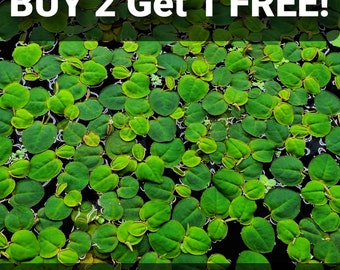 BUY 2 GET 1 FREE Red Root Floaters (Phyllanthus Fluitans) Live Aquarium Plants