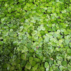 May include: A close-up image of a dense patch of green water plants. The plants have round, flat leaves that are tightly packed together.