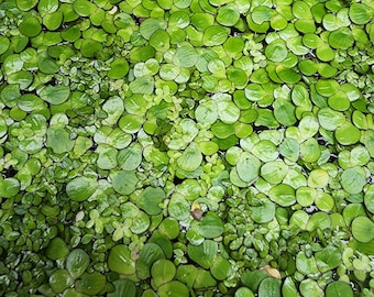 Mixed Duckweed - 2 Different Types - Giant Duckweed, Lesser Duckweed BUY2GET1FREE!