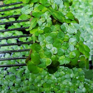 100 Pieces Of Giant Duckweed Spirodela Polyrhiza Live Floating Aquarium Plants Buy 2 Get 1 Free Free Mystery Plant image 4