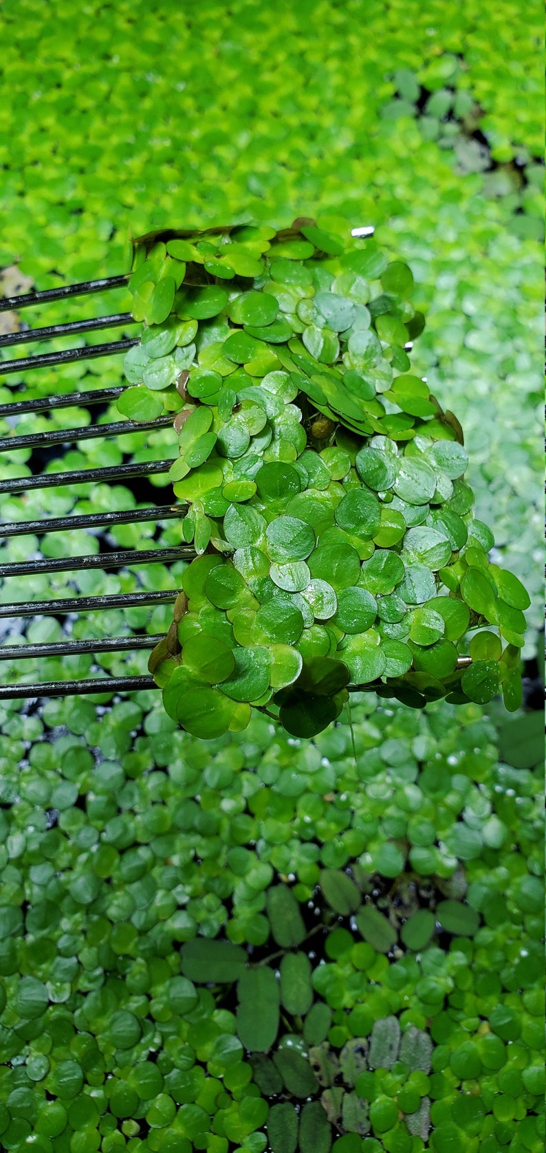 Plus de 100 lentilles d'eau géantes Spirodela polyrhiza Plantes d'aquarium flottantes vivantes Achetez-en 2, 1 offerte Plante mystère offerte image 4