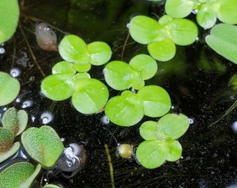 100+ Pieces Of Giant Duckweed Spirodela Polyrhiza Live Floating Aquarium Plants Buy 2 Get 1 Free + Free Mystery Plant