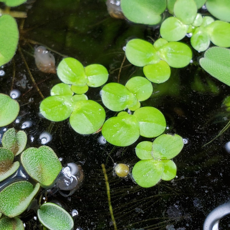 Plus de 100 lentilles d'eau géantes Spirodela polyrhiza Plantes d'aquarium flottantes vivantes Achetez-en 2, 1 offerte Plante mystère offerte image 1