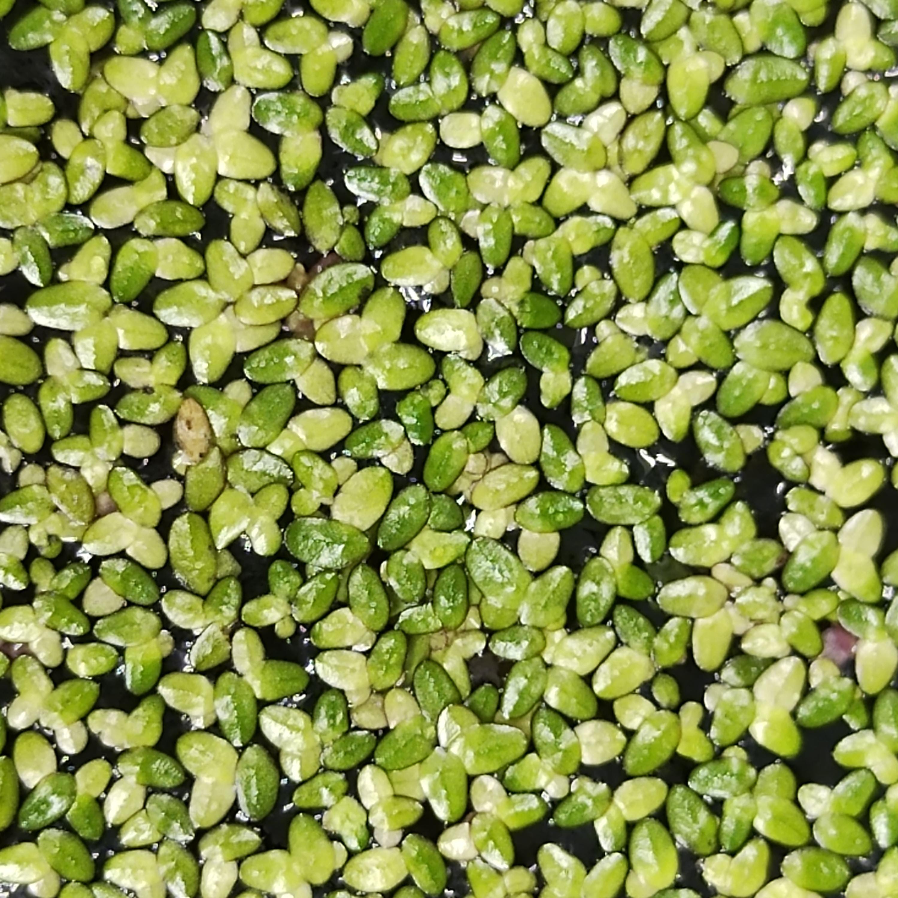 Rare! Australian Duckweed (lemna Disperma) Aquarium Floating Plant