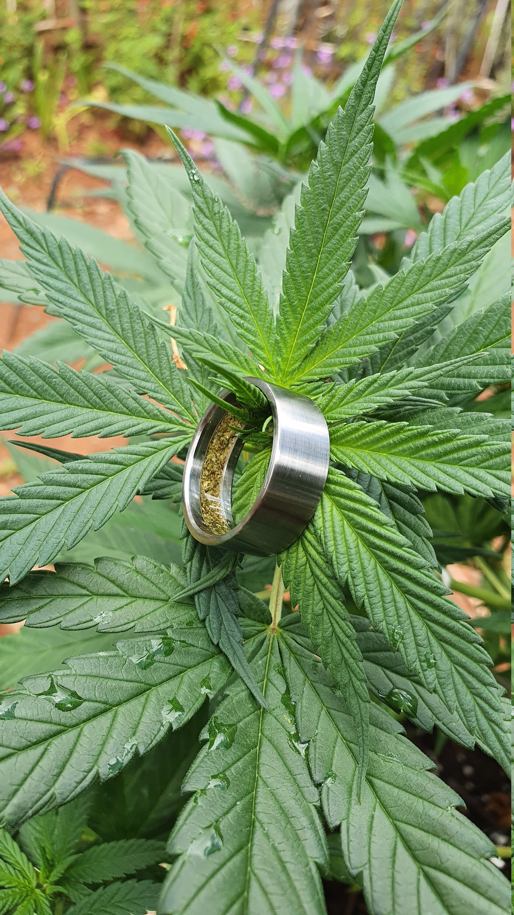 Titanium Cannabis Ring, Hidden Herb Inlay, Stoner Wedding Band - Etsy