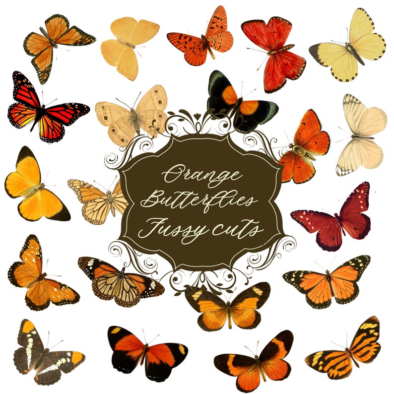 Digital Fussy Cut Orange Butterflies Vintage Botanical Etsy