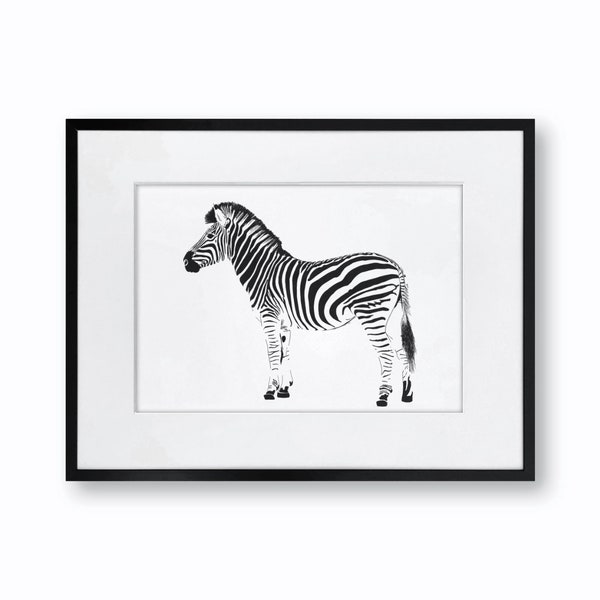 Zebra Illustration - Etsy