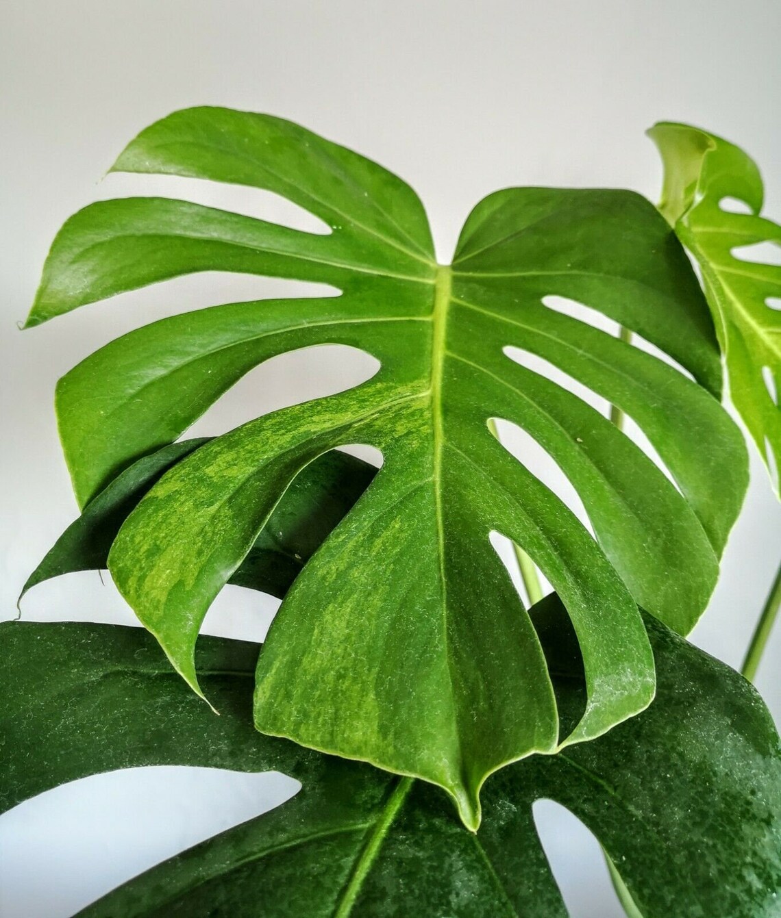 Sport Variegated Large Form Monstera Deliciosa Albo Aurea Etsy