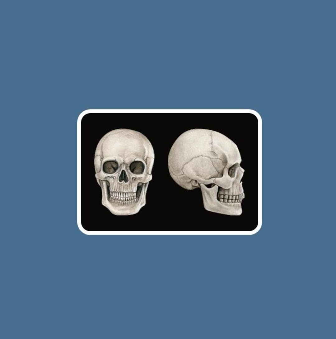 Suture Sticker Anatomical Adult Views of Human Skull With Sutures Sticker/decal Made ...