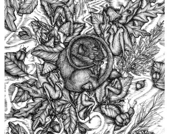 Dormouse Dreamscape