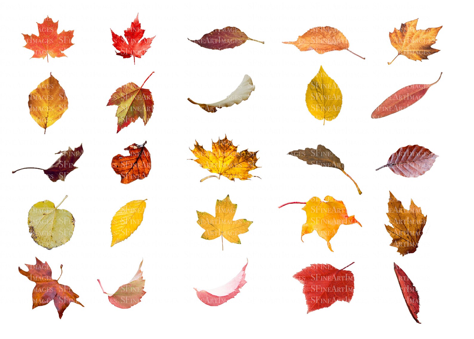 Autumn Fall Leaf Collection Overlay and Digital Background Etsy