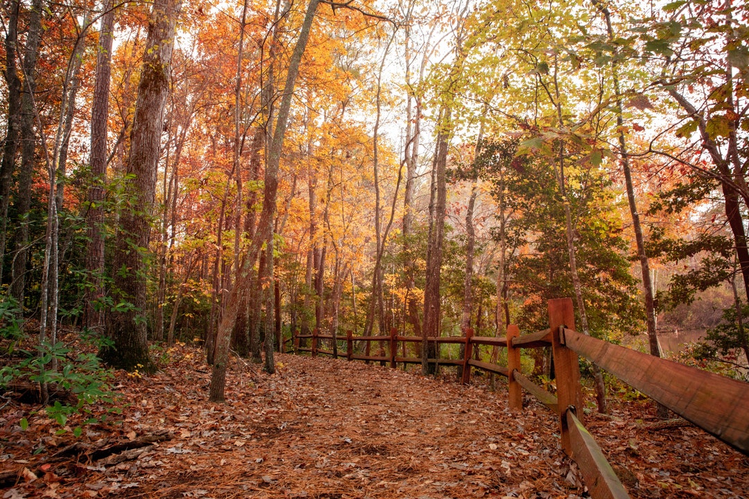 Autumn Digital Backdrop Fall Background Trail Tree Leaves Colorful