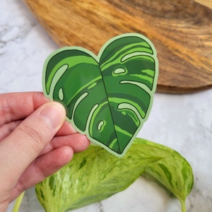 Autocollant en vinyle brillant Monstera Heart 3 x 3 po - parent de plante
