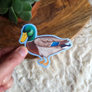 Mallard Duck 3.5 » Autocollant vinyle (brillant) | Ducky | | de sauvagine Charlatan | Bird | Imperméable