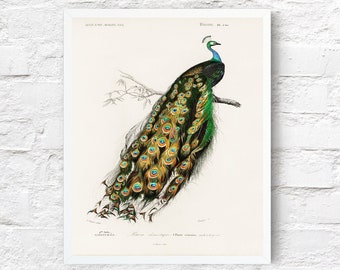 Vintage Peacock Bird Animal Poster Illustration Print Wall Hanging Decor A4 A3 A2