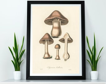 Mushroom Fungi Poster Print Wall Hanging Decor A4 A3 A2