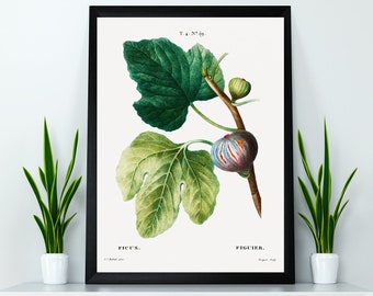 Illustration of Figs Poster Print Wall Hanging Decor A4 A3 A2