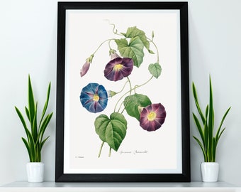 Auricula Flower Poster Ilustración Imprimir Pared Colgante Decoración