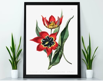 Strong smelling tulip Flower Illustration Poster Print Wall Hanging Decor A4 A3 A2