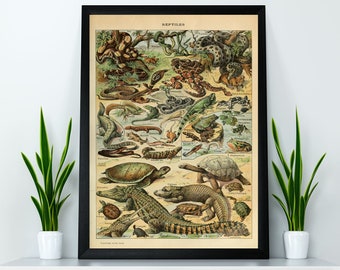 Types of Reptiles Illustration by Adolphe Millot Poster Print Wall Hanging Decor A4 A3 A2