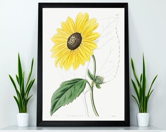 Californian Sunflower Flower Illustration Poster Print Wall Hanging Decor A4 A3 A2