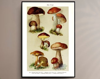 Classic Mushroom Fungi Poster Vintage Art Verticle Wall Hanging Decor A4 A3 A2