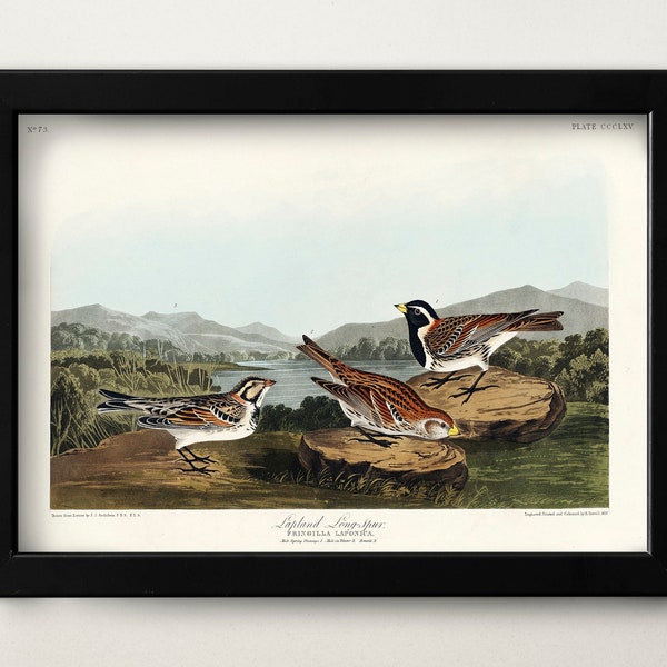 Lapland Long-spur from Birds of America by John James Audubon Poster Print Illustration Wall Hanging Decor A4 A3 A2