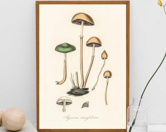 Mushroom fungi Art vintage illustration Poster Wall Hanging Decor