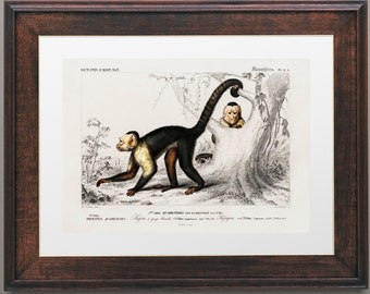 Monkey Primate vintage animal illustration Art Poster Wall Hanging Decor A4 A3 A2