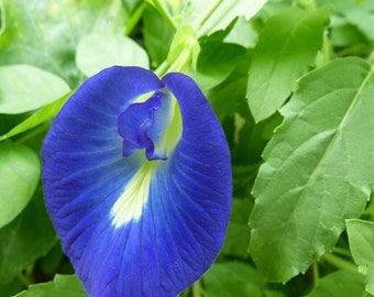 20 Butterfly Pea semillas orgánicas, hace una bebida de té de hierbas que cambia de color! Semillas de Flor de Té, Planta Clitoria Ternatea
