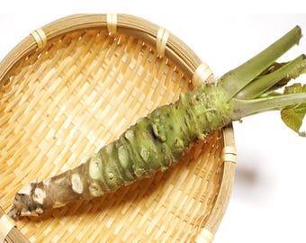 May include: A fresh wasabi root, a green, knobby rhizome, rests in a woven bamboo basket. The root has a light green hue with darker green and brown patches. The basket is light brown and has a circular shape.