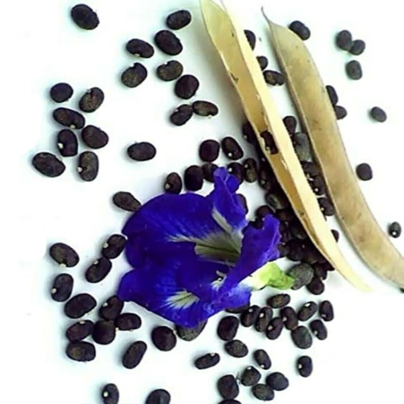 20 Butterfly Pea Organic Seeds Makes a Color Changing Herbal Etsy