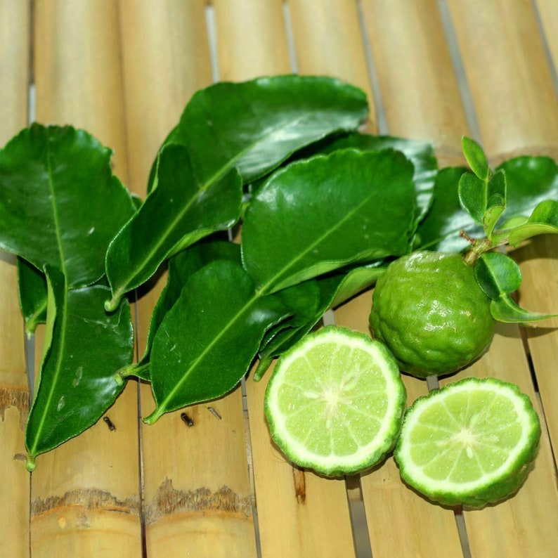 Lime Organic 10 Seeds Herb Seeds Organic Fruit Source of Etsy Canada