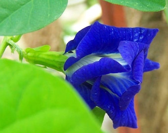 May include: A vibrant blue flower with white stripes, partially hidden by green leaves.