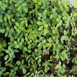 May include: A close-up view of a large group of green leafy plants growing in individual pots. The plants are all the same type and have a similar shape and size.