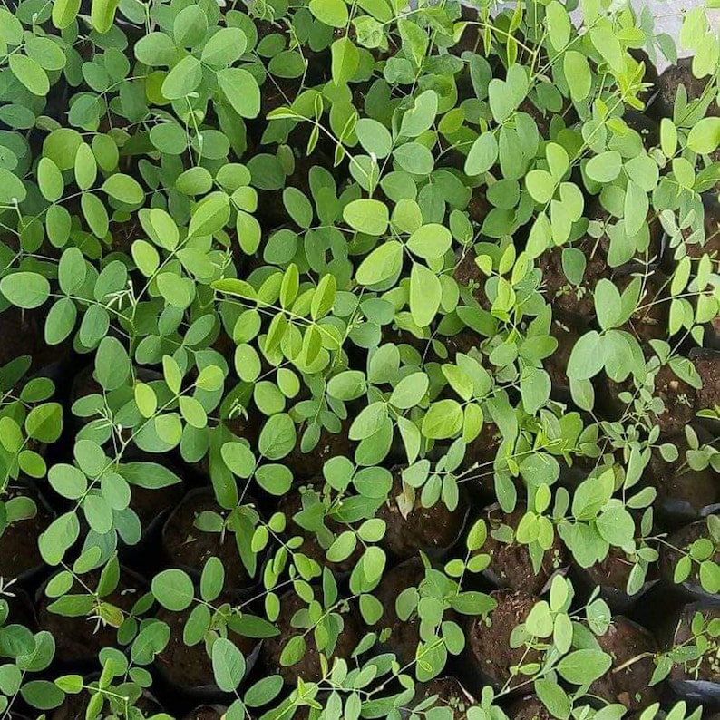 May include: A close-up view of a large group of green leafy plants growing in individual pots. The plants are all the same type and have a similar shape and size.