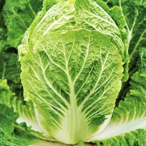 Organic Japanese Cabbage Seeds Chinese Cabbage Seed packets