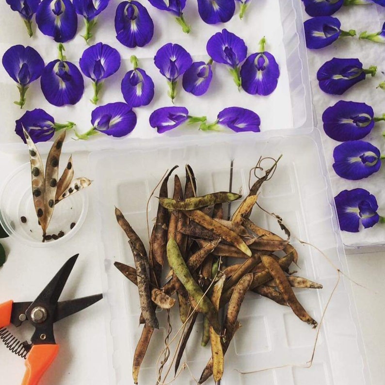 May include: A close-up of dried pea pods, arranged in a clear plastic container. The pods are brown and green, with some showing signs of drying. The container is on a white surface.