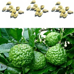 May include: Close-up of a kaffir lime tree with green leaves and several green kaffir limes. The image also shows a pile of kaffir lime seeds.