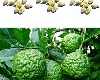 Lima orgánica 10 semillas, semillas de hierbas, fruta orgánica, fuente de lima para cocinar - Huerto orgánico