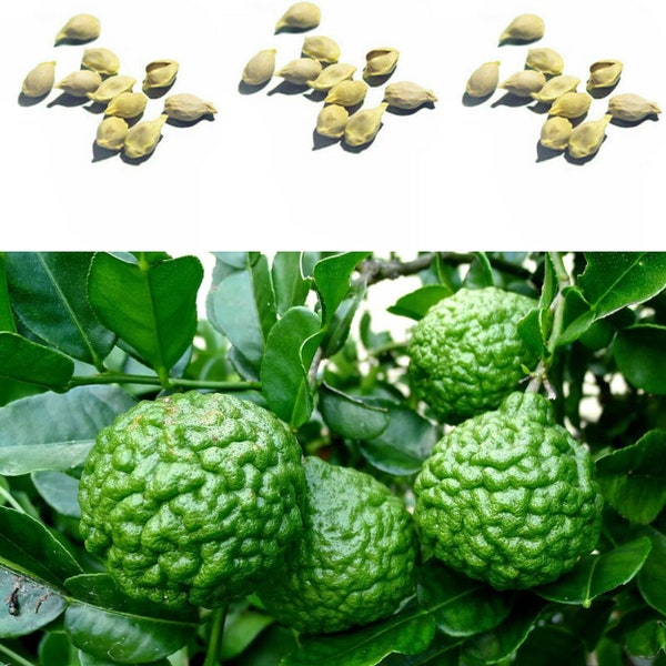 Lime organic 10 Seeds, herb seeds, organic fruit , Source of Lime for Cooking - Organic Garden