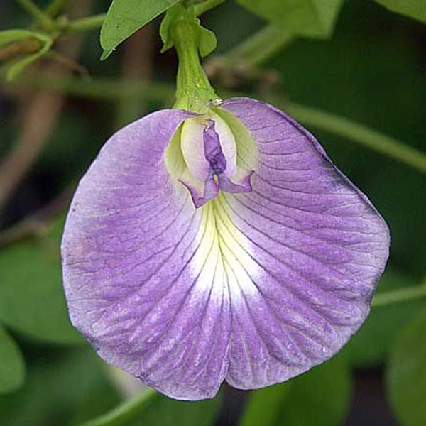 Pink butterfly Pea Vine Seeds, Makes a Color Changing Herbal Tea Drink