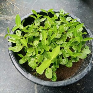 May include: A black plastic pot filled with a dense cluster of small, green seedlings. The seedlings have bright green leaves and are growing in a dark brown soil.