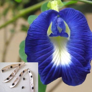 May include: A close-up of a blue and white flower with a white centre. The flower is surrounded by green leaves. There are three brown seed pods with black seeds on a white surface.