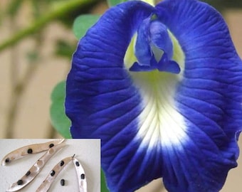 May include: A close-up of a blue and white flower with a white center. The flower is surrounded by green leaves. There are three brown seed pods with black seeds on a white surface.