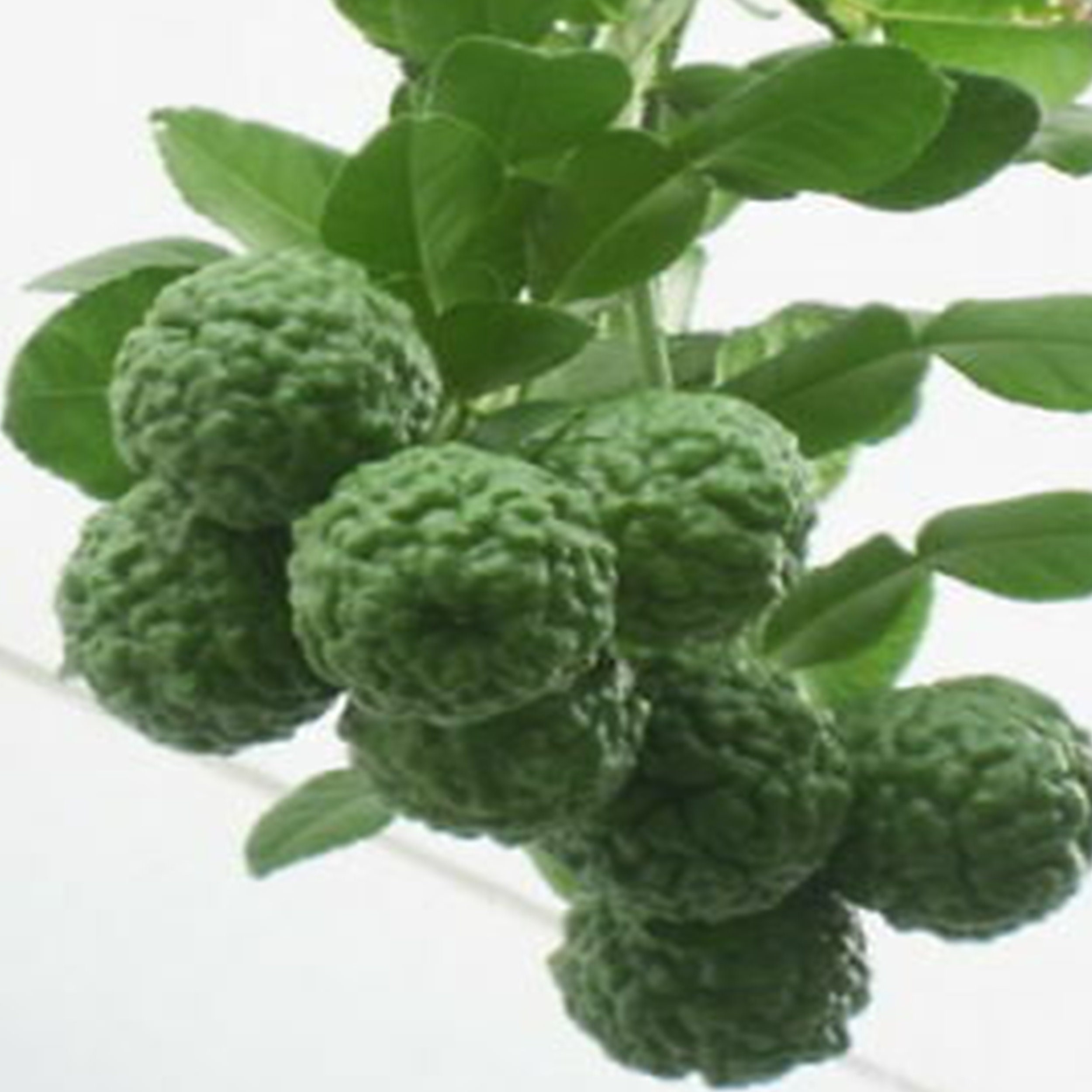 Lime Organic 10 Seeds Herb Seeds Organic Fruit Source of Etsy Canada