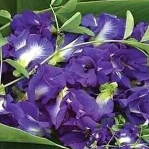 May include: A bunch of blue and purple butterfly pea flowers with green stems and leaves.